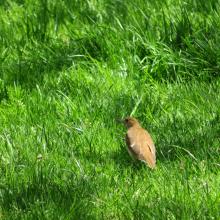 Veery spotted by mfoos moments before 4pm!
