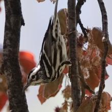 A "very coopoerative" Black and White Warbler photographed by mksprintz