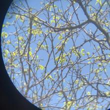 Great-crested Flycatcher captured by scolopaxminor